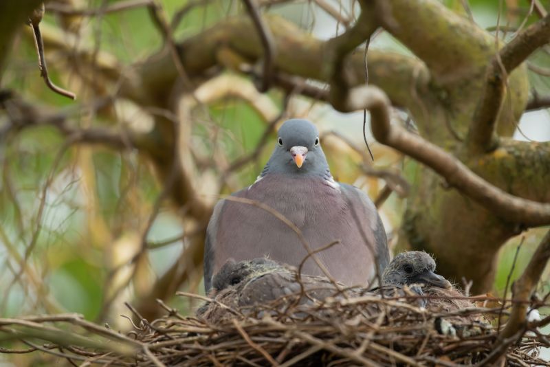 Wood pigeon nest