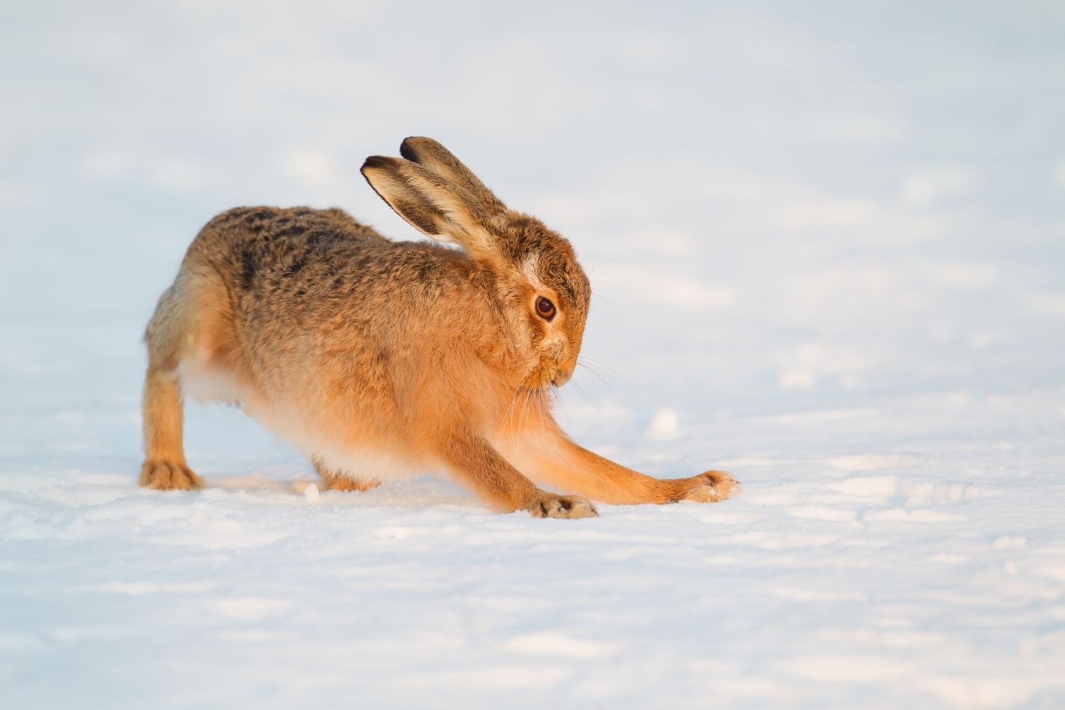 Brown hare