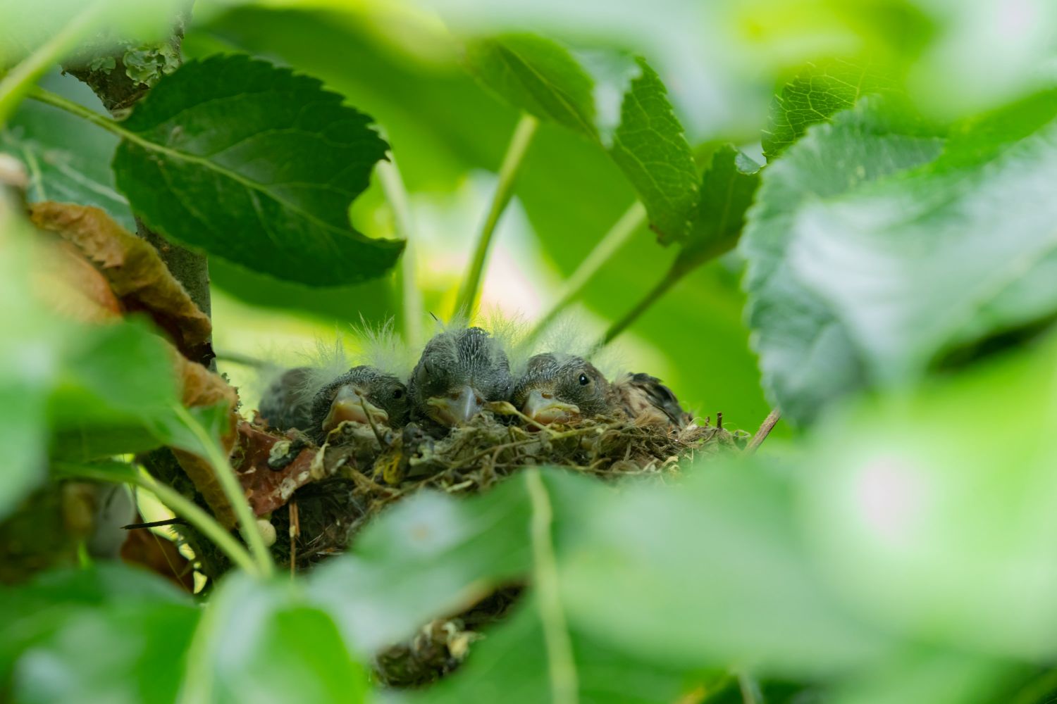 Goldfinch nest