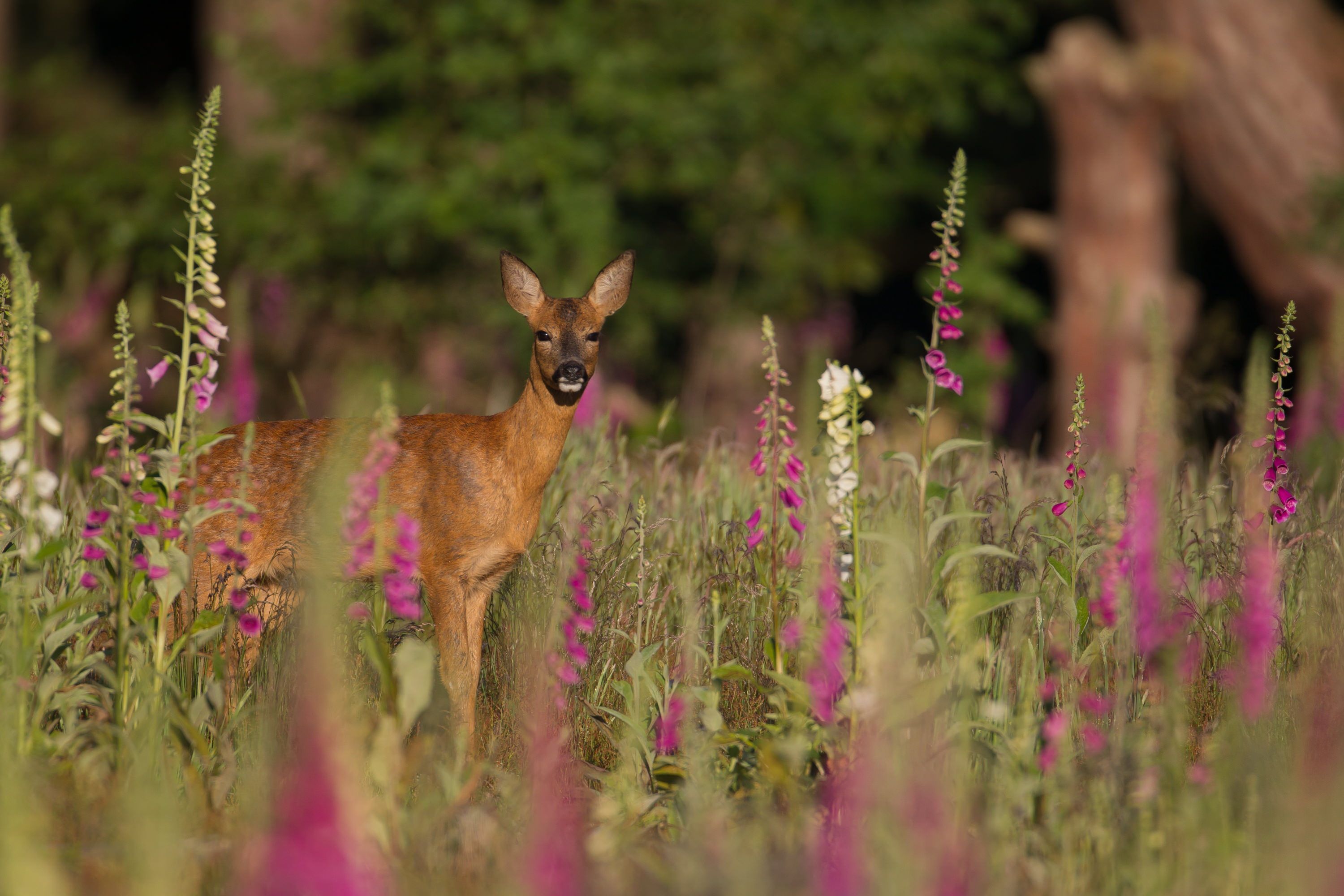 Roe deer